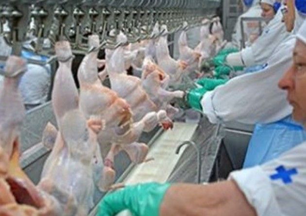 Brasil abate 25 milhões de frango por dia. Exportação diária continua