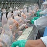 Brasil abate 25 milhões de frango por dia. Exportação diária continua