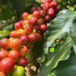 Minas Gerais alcança superávit de US$ 15,4 bilhões na balança comercial