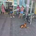 Cachorro fica 9 dias esperando pelo dono que morreu em unidade de saúde