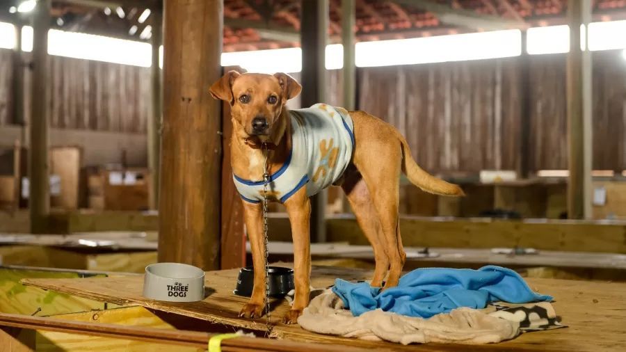 Levantamento aponta que mais de 8 mil animais aguardam adoção no RS