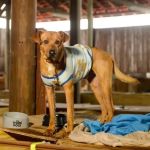 Levantamento aponta que mais de 8 mil animais aguardam adoção no RS