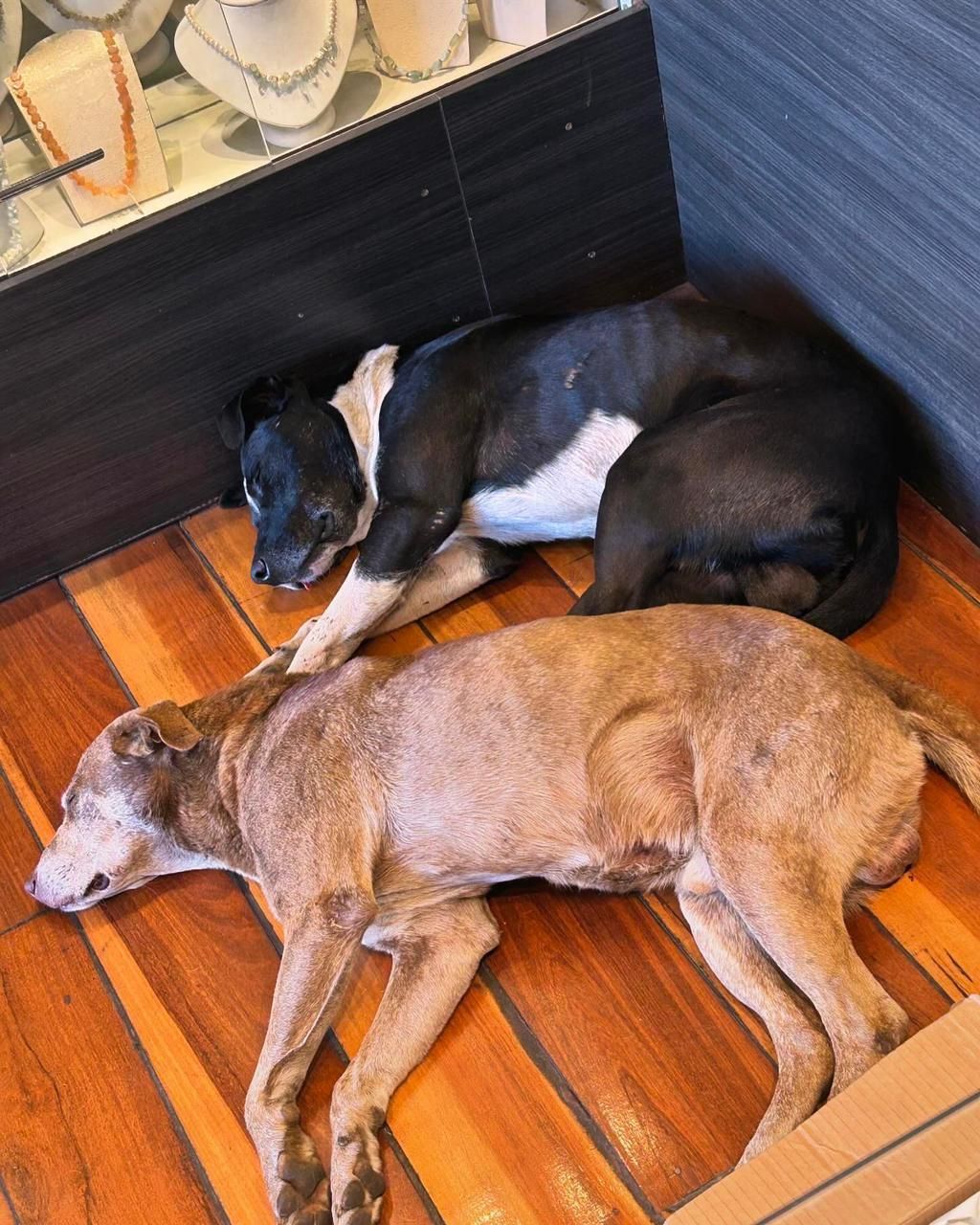 Cachorro Pretinho tem suspeita de doença do carrapato necessita de lar temporário