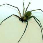 Jovem morre após ser picado por aranha-violinista na Itália