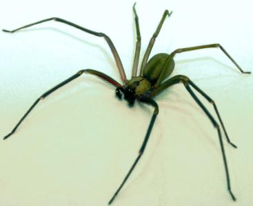 A aranha-violinista é pequena e recebeu este nome por ter uma mancha em seu corpo no formato de um violino