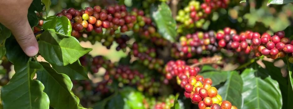 Investidores de Angola e Portugal vão usar técnicas agropecuárias mineiras