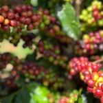 Investidores de Angola e Portugal vão usar técnicas agropecuárias mineiras