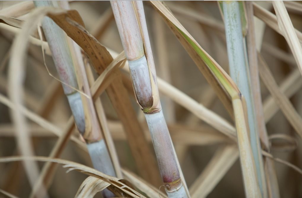 Agro paulista tem superávit de US$ 3 bi mas cai 25% em relação a 2024