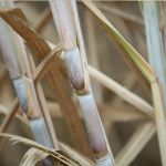 Produção de cana-de-açúcar em Minas Gerais pode alcançar novo recorde