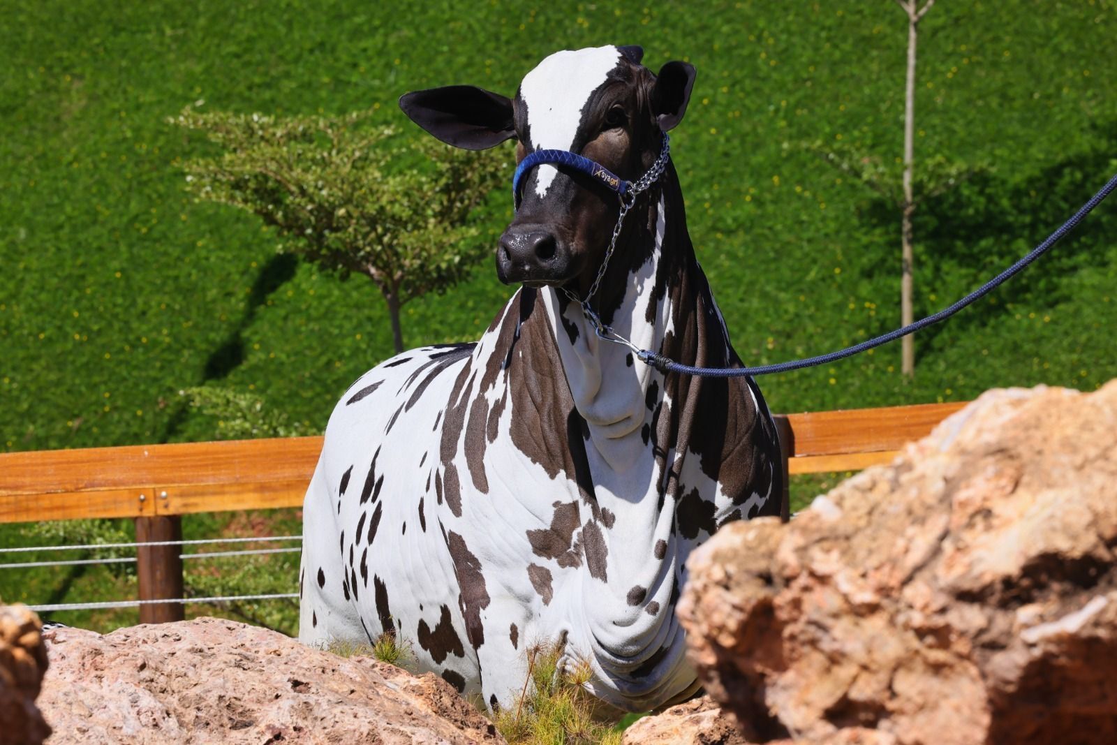 Você já viu uma ‘vaca dálmata’? Uberlândia vai sediar exposição inédita de animal de pelagem rara