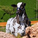 Você já viu uma ‘vaca dálmata’? Uberlândia vai sediar exposição inédita de animal de pelagem rara