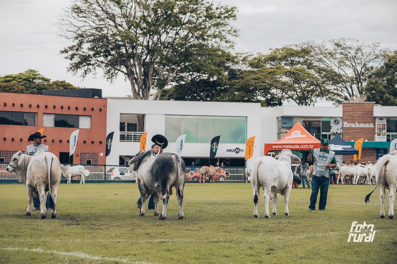 ExpoBrahman abre inscrições e espera receber 150 animais de todo o país