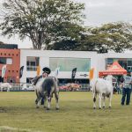 ExpoBrahman abre inscrições e espera receber 150 animais de todo o país