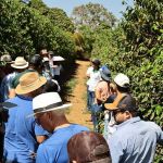 BDMG anuncia curso gratuito de cafeicultura regenerativa; entenda a diferença para a prática tradicional