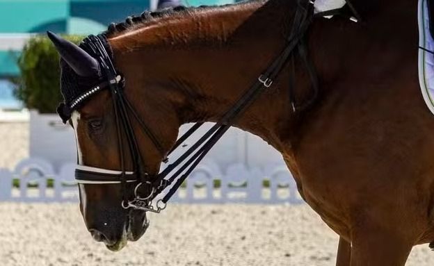 Paralimpíada: abelha assusta cavalo, e Brasil fica fora do pódio do hipismo