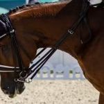 Paralimpíada: abelha assusta cavalo, e Brasil fica fora do pódio do hipismo