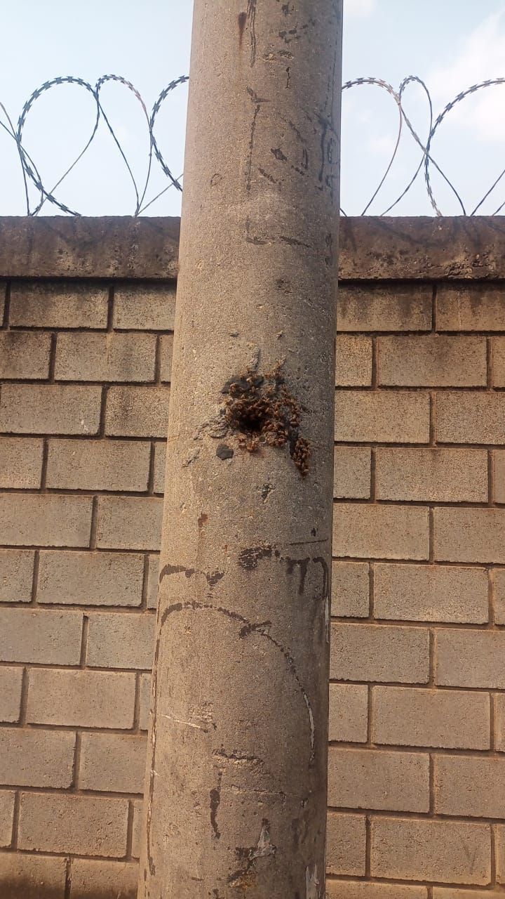 Abelhas fazem colmeia em poste e atacam moradores em Betim, na Grande BH