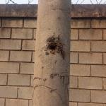 Abelhas fazem colmeia em poste e atacam moradores em Betim, na Grande BH