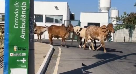 Vídeo: grupo de vacas 'invade' UPA em Betim, na região metropolitana de BH