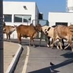 Vídeo: grupo de vacas 'invade' UPA em Betim, na região metropolitana de BH