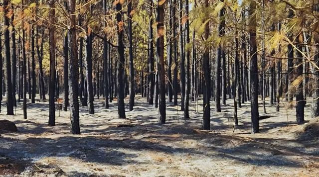 Floresta da Faber-Castell em Minas Gerais é atingida por incêndio