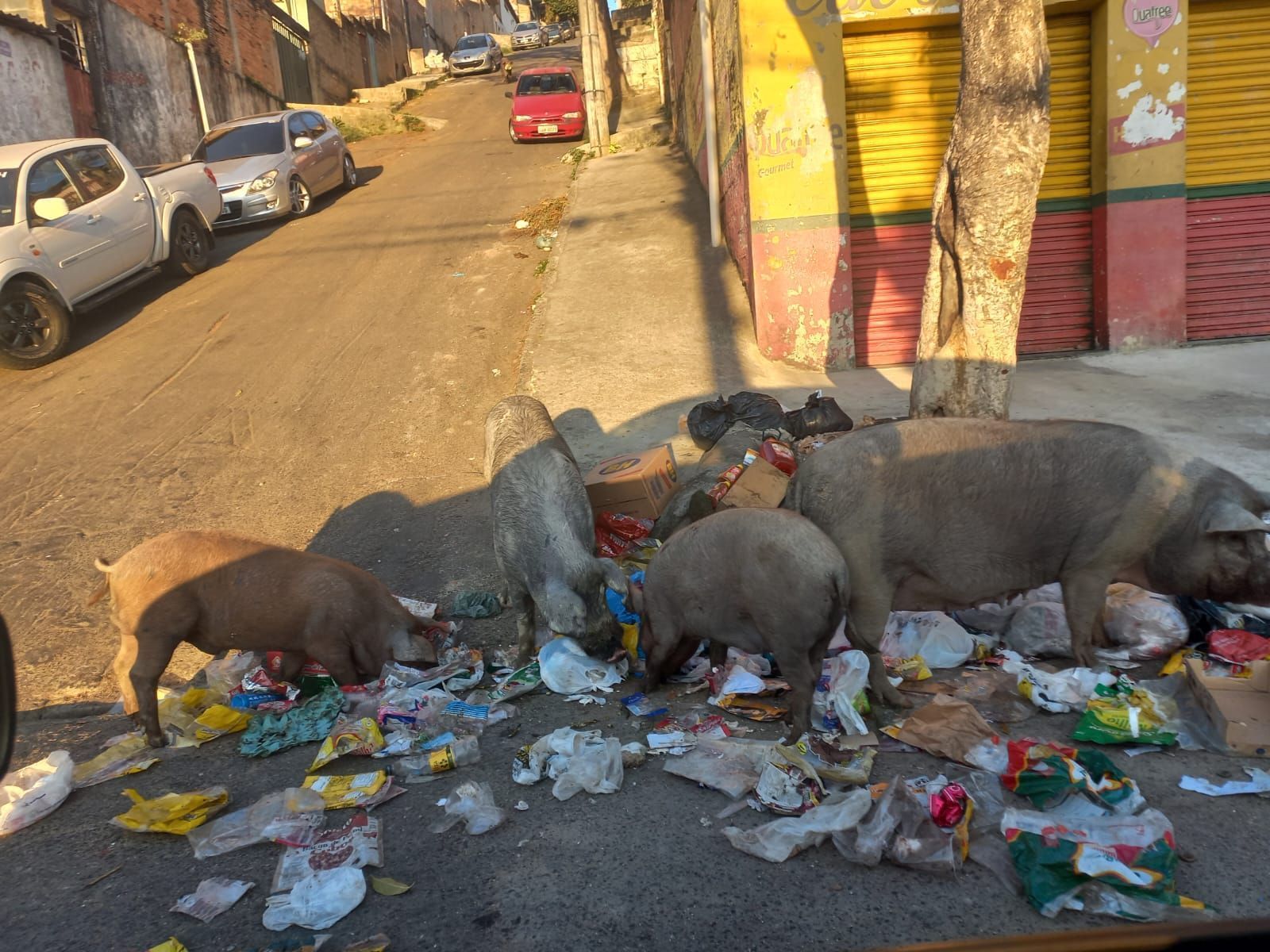 Criação de porcos em BH é proibida por lei, diz delegado; saiba como denunciar