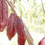 Como o preço do cacau afeta o valor dos ovos de Páscoa?