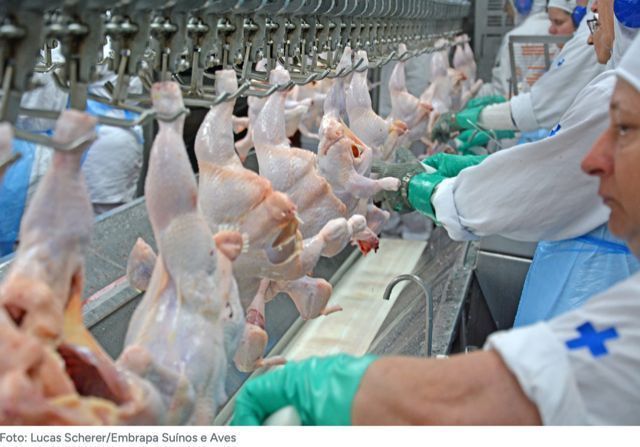 Gripe aviária no Brasil: além da China e UE outros países devem suspender exportações de frango