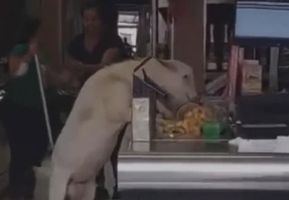 Bodes invadem padaria e 'roubam' bombons e balas de menta em Rio Acima