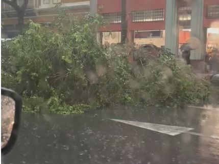 Após forte chuva nesta sexta (20), árvore cai na avenida Afonso Pena em BH