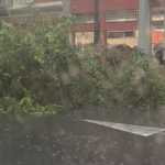 Após forte chuva nesta sexta (20), árvore cai na avenida Afonso Pena em BH