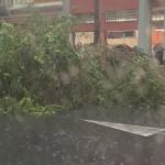 Após forte chuva nesta sexta (20), árvore cai na avenida Afonso Pena em BH