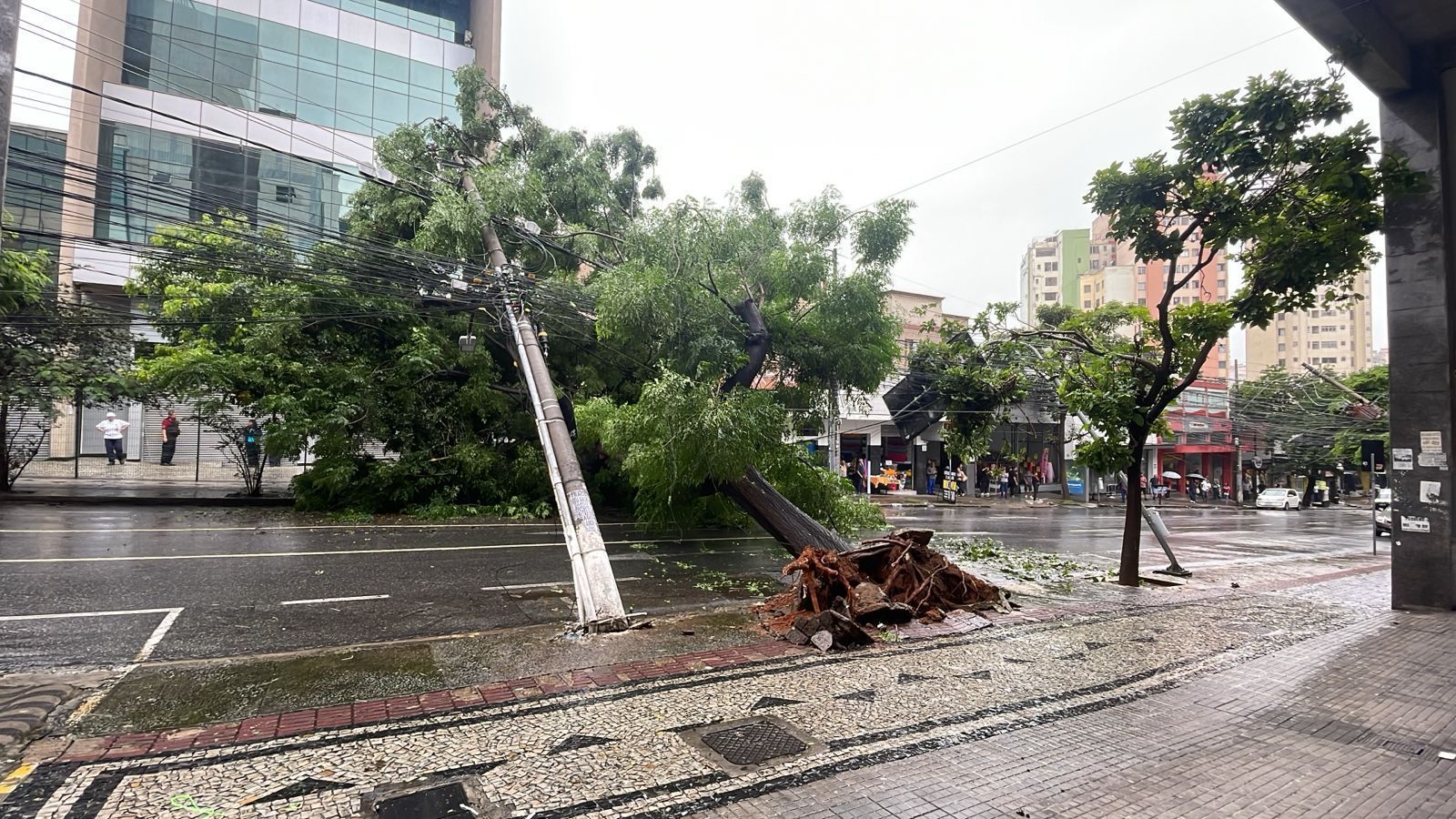 Após temporal, árvore de grande porte cai e obstrui trânsito no Barro Preto, em BH; veja imagens