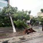 Após temporal, árvore de grande porte cai e obstrui trânsito no Barro Preto, em BH; veja imagens
