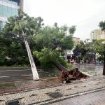 Após temporal, árvore de grande porte cai e obstrui trânsito no Barro Preto, em BH; veja imagens