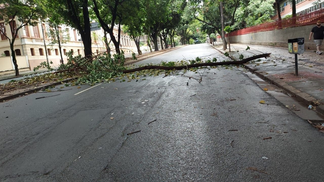 Cemig orienta população a não retirar árvores ou galhos após tempestades