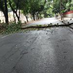 Cemig orienta população a não retirar árvores ou galhos após tempestades