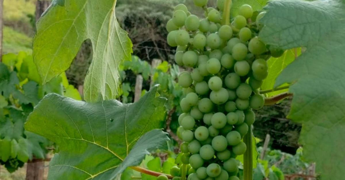 Caldas e Andradas buscam Indicação Geográfica para vinhos tradicionais