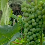 Caldas e Andradas buscam Indicação Geográfica para vinhos tradicionais