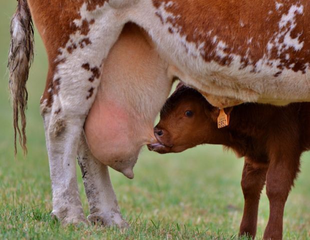 Morte de americano com gripe aviária vira alerta internacional