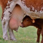 Morte de americano com gripe aviária vira alerta internacional
