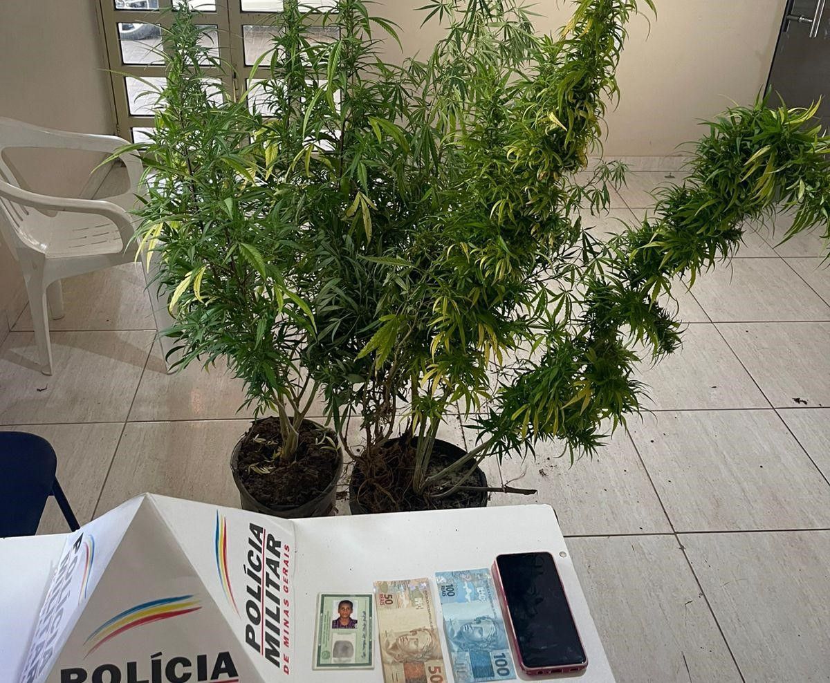 Operação da PM apreende 08 pés de maconha em São João do Oriente
