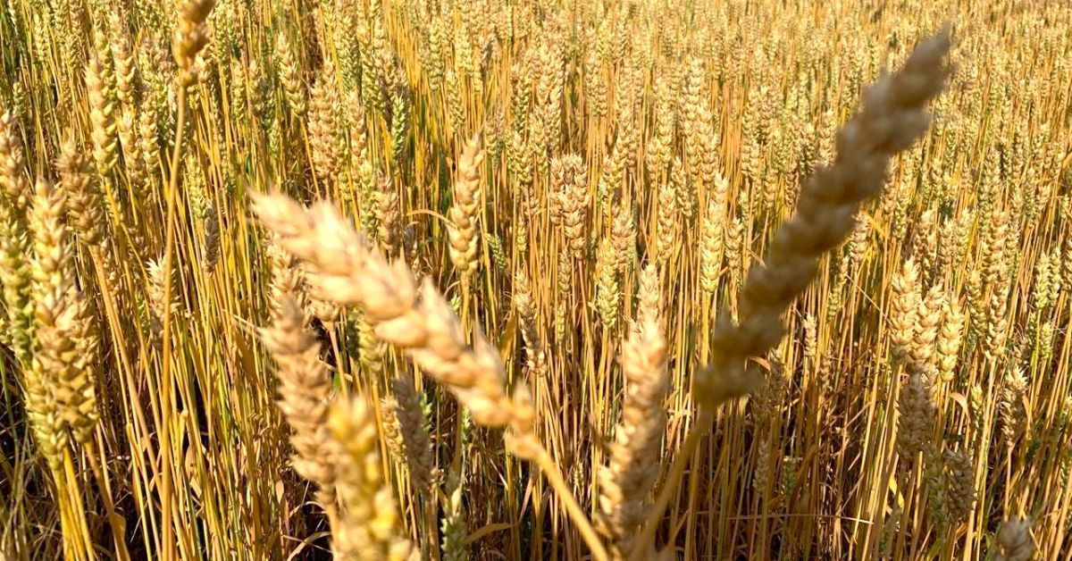 Clima favorável acelera plantio de trigo nas principais regiões produtoras