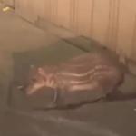 Paca é avistada em área urbana e levanta debate sobre a convivência entre animais silvestres e cidades