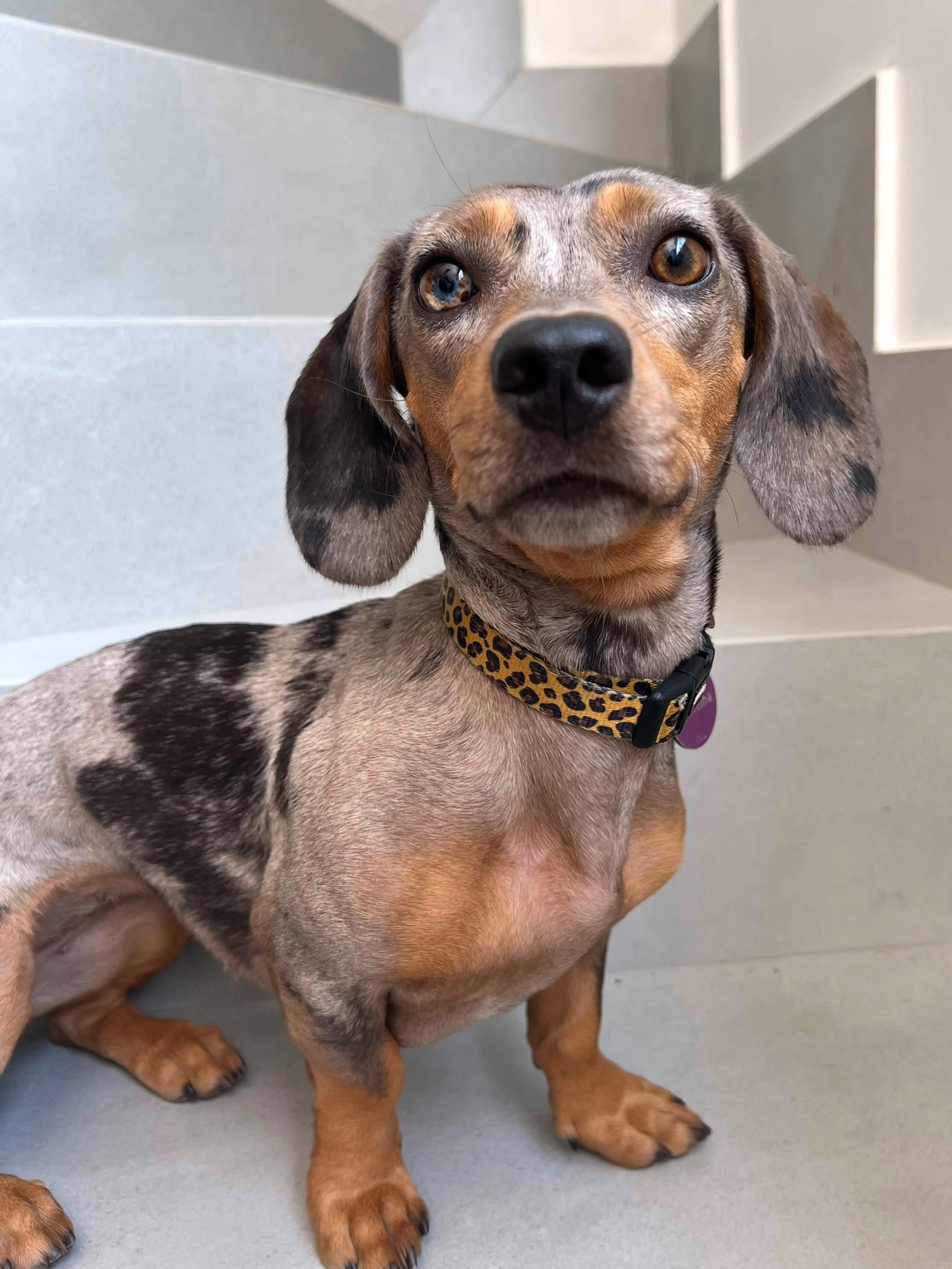 Tutora oferece R$ 1.000 para quem encontrar cachorrinha que desapareceu em BH: 'a casa está sem vida'