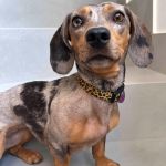 Tutora oferece R$ 1.000 para quem encontrar cachorrinha que desapareceu em BH: 'a casa está sem vida'