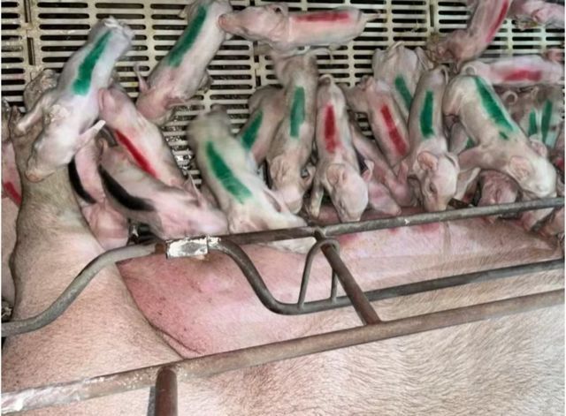 Porca mineira dá à luz 45 porquinhos e vai para o Guinness Book