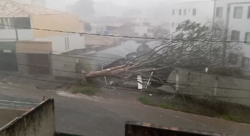 Vídeo: árvore de grande porte desaba e derruba muro no bairro Palmeiras, em BH