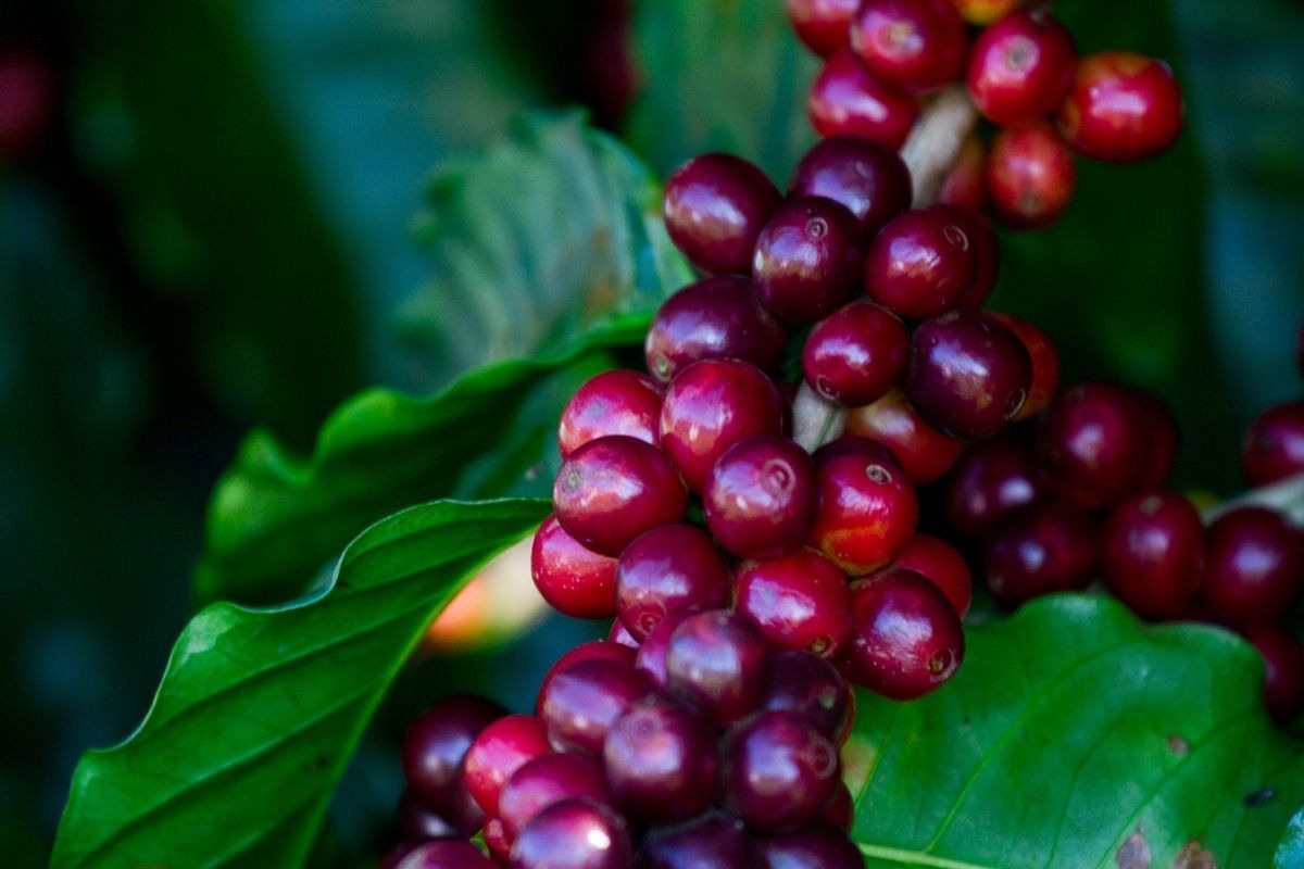 Semana Internacional do Café: produtores enfrentam mudanças climáticas com tecnologia
