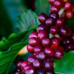 Minas Gerais deve ter safra de 25 milhões de sacas de café em 2025